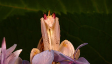 Orchideenmantis (9).jpg